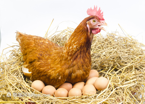 全身棕色鸡与鸡蛋分离白色背景